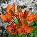 Farbenpracht am Wegesrand: Feuerlilie (Lilium bulbiferum)