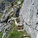 der steile Abstieg vom Oberbargli zum Underbärgli (gut gesichert)