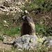 I° Marmotta.