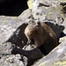 Marmotta due!!! in attesa del cioccolato, ma non te lo dò!!!!
