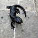 Der pechschwarze [http://de.wikipedia.org/wiki/Alpensalamander Salamandra atra]