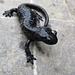 Mein Kolleg der [http://de.wikipedia.org/wiki/Alpensalamander Salamandra atra]