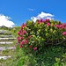 Kurz vor dem Simplonpass. Die Treppe zum Himmel führt neben Alpenrosen vorbei (Rhododendron ferrugineum)
