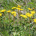 Oben auf der Passhöhe prächtige Arnika (Arnica montana)