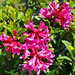 Sie dominiert heute: Alpenrosen noch und noch (Rhododendron ferrugineum).