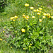Ankebälli (Trollius europaeus)
