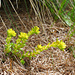 Alpen-Mauerpfeffer (Sedum alpestre)