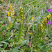 Mondraute (Botrychium lunaria)