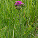 Schafgarbe - vermutlich rote Form von Achillea millefolium