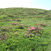 i rododendri incomiciano a fiorire
