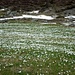 Erst ende Mai, ganz ploeztlich wo der Schnee endet - Tausende Osterglocken  - sind es solche ?  die Natur scheint etwas verspaetet zu sein - oder die N Exposition ? beides...