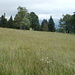 Jura-Wiese