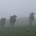 Même les vaches nous regardent en se demandant ce qu'on fait là par ces conditions