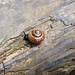 Schnecke im Anstieg, wird wohl noch ein Weilchen unterwegs sein!