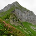 Alpenrosen flankieren den Gipfelaufbau des Fronalpstocks.