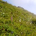 Bunte Blumenwiese beim Aufstieg zum Furglersee