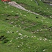 Viele Schafe bei <em>Stabbio delle Pecore</em>.