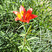 Lilium bulbiferum