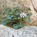 Physoplexis comosa
