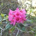 Rhododendron Ferrugineux