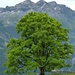 Zahm und Wild Andrist, Hundshorn