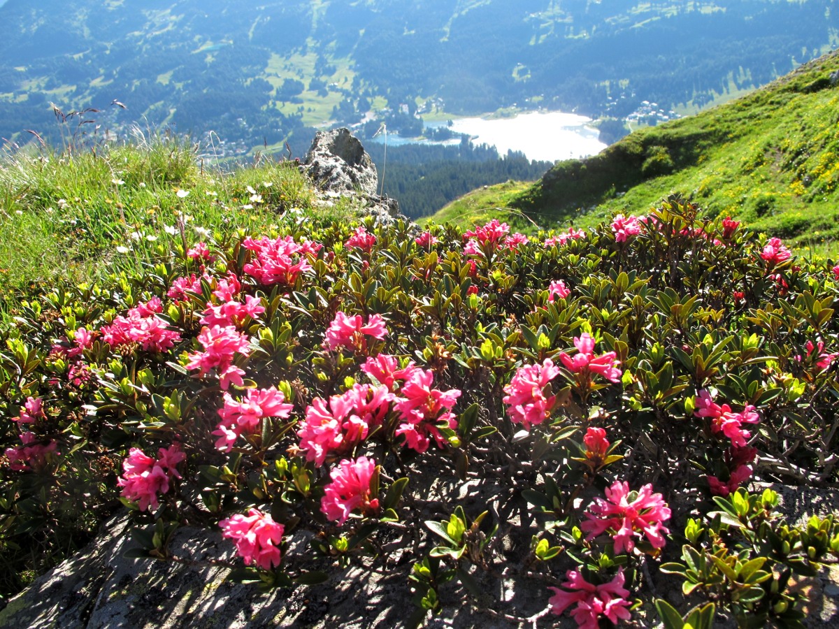 Abstieg durch ganze "Wälder" aus blühenden Alpenrosen