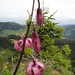 ein gutes Dutzend der herrlichen Türkenbunde überrascht uns auf dem kleinen Gipfelplateau