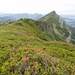 lauschige Hochebenen-Wanderung zwischen Rot Dossen und dem Abstieg zur Tripolihütte, bereichert mit unzähligen Alpenrosen-Stauden