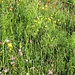 feuchte Blumenwiese