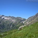 Dal Rifugio Carestia verso l'Ospizio Sottile e la val d'Aosta