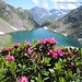 Spettacolare vista del Lago Bianco tra i rododendri  in discesa