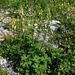 Ein Wolfs-Eisenhut (Aconitum lycoctonum), eine der giftigsten Arten im Alpenraum.