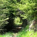Tunnel verde