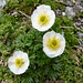 Alpen-Hahnenfuss (Ranunculus alpestris)