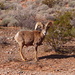 An den Beehives - Ein Wüstendickhornschaf (Desert Bighorn Sheep) beobachtet uns.