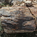 Petrified Logs - Versteinerte Baumstämme.