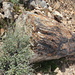 Petrified Logs - Versteinerte Baumstämme.