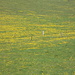 Burgweid: giallo & verde
