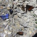 am Wegrand flattern Dutzende von Schmetterlingen
