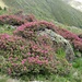 Alpenrosen in Blüte im Winnebachtal