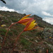 Tulipa sylvestris subsp australis 