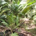 Regenwald-Impressionen