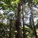 Regenwald-Impressionen