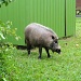 Wildschwein im Park (äusserst zahm und lieb)