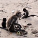 Junge Familie der Makaken (sind auf der Suche nach Krabben)