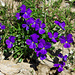 Langsporniges Stiefmütterchen (Viola calcarata)