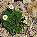 Alpen-Hahnenfuss (Ranunculus alpestris)