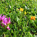Alpenklee und Hornklee (Trifolium alpinum, Lotus corniculatus)