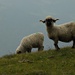 Die Schafe freuen sich heute über den Besuch