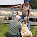 seriöse Klauenpflege bei der Schafherde